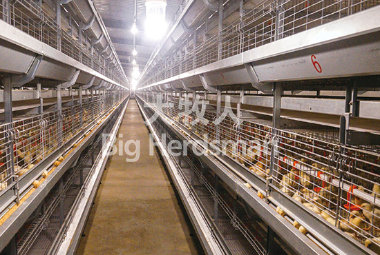 bh615 pullet cage