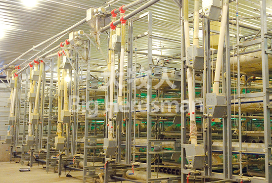 automatic laminated broiler cage system