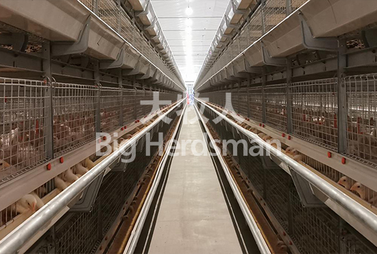 dsm125 double-sided feed trough laminated broiler cage system