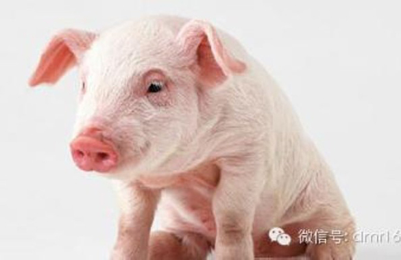 dix grandes astuces pour que les porcs réussissent facilement le test de «cuisson» à haute température