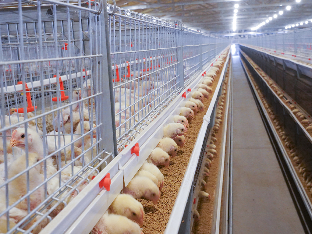 système d\'élevage en cage de poulets de chair laminée nsm100a