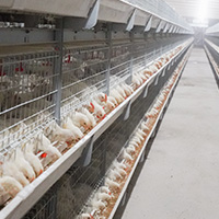 système d\'élevage en cage pour poulet de chair