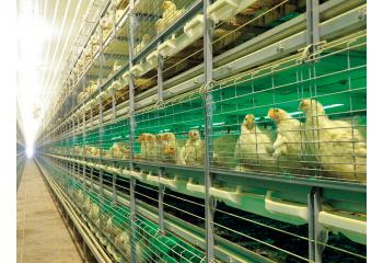 cage d\'élevage automatique de poulet