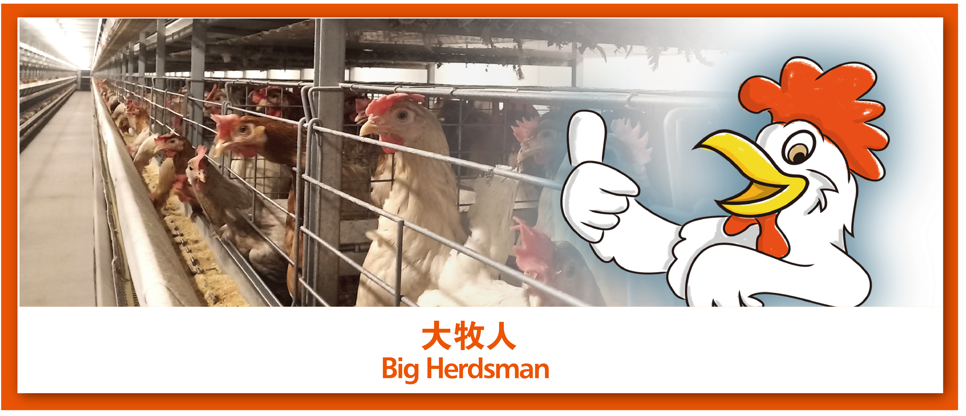 大牧人刮片链式喂料系统——精准送料养好鸡！